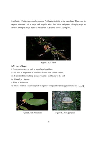 fruit-bodies (Cleistocarp, Apothecium and Perithecium) visible to the naked eye. They grow in
organic substance rich in sugar such as palm wine, date palm, and grapes, changing sugar to
alcohol. Examples are; i. Yeast ii. Penicilium, iii. Lichens and iv. Aspergillus.
Figure 5.3.3a Yeast
5.3.4 Uses of Yeast
i. Fermentation process such as manufacturing of beer.
ii. It is used in preparation of industrial alcohol from various cereals.
iii. It is use in bread making, giving sponginess and flavour to the loaf.
iv. It is rich in vitamins.
v. Used in medication.
vi. It has a nutrition value being rich in digestive compound especially protein and fats [1, 2, 3].
Figure 5.3.3b Penicilium Figure 5.3.3c Aspergillus
 
