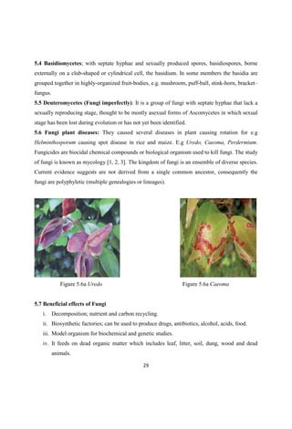 5.4 Basidiomycetes; with septate hyphae and sexually produced spores, basidiospores, borne
externally on a club-shaped or cylindrical cell, the basidium. In some members the basidia are
grouped together in highly-organized fruit-bodies, e.g. mushroom, puff-ball, stink-horn, bracket
fungus.
5.5 Deuteromycetes (Fungi imperfectly): It is a group of fungi with septate hyphae that lack a
sexually reproducing stage, thought to be mostly asexual forms of Ascomycetes in which sexual
stage has been lost during evolution or has not yet been identified.
5.6 Fungi plant diseases: They caused several diseases in plant causing rotation for e.g
Helminthosporum causing spot disease in rice and maize. E.g Uredo, Caeoma, Perdermium.
Fungicides are biocidal chemical compounds or biological organism used to kill fungi. The study
of fungi is known as mycology [1, 2, 3]. The kingdom of fungi is an ensemble of diverse species.
Current evidence suggests are not derived from a single common ancestor, consequently the
fungi are polyphyletic (multiple genealogies or lineages).
Figure 5.6a Uredo Figure 5.6a Caeoma
5.7 Beneficial effects of Fungi
i. Decomposition; nutrient and carbon recycling.
ii. Biosynthetic factories; can be used to produce drugs, antibiotics, alcohol, acids, food.
iii. Model organism for biochemical and genetic studies.
iv. It feeds on dead organic matter which includes leaf, litter, soil, dung, wood and dead
animals.
 
