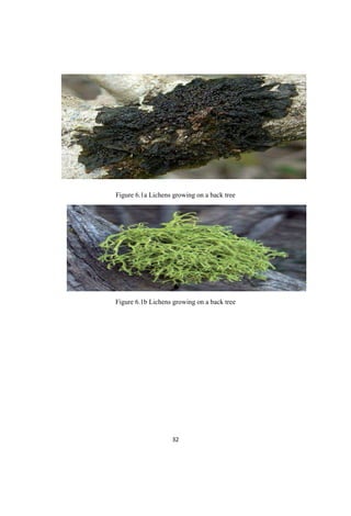 Figure 6.1a Lichens growing on a back tree
Figure 6.1b Lichens growing on a back tree
 
