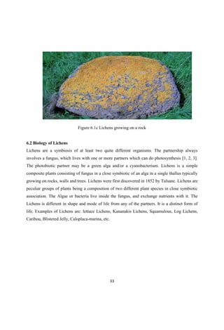 Figure 6.1c Lichens growing on a rock
6.2 Biology of Lichens
Lichens are a symbiosis of at least two quite different organisms. The partnership always
involves a fungus, which lives with one or more partners which can do photosynthesis [1, 2, 3].
The photobiotic partner may be a green alga and/or a cyanobacterium. Lichens is a simple
composite plants consisting of fungus in a close symbiotic of an alga in a single thallus typically
growing on rocks, walls and trees. Lichens were first discovered in 1852 by Tulsane. Lichens are
peculiar groups of plants being a composition of two different plant species in close symbiotic
association. The Algae or bacteria live inside the fungus, and exchange nutrients with it. The
Lichens is different in shape and mode of life from any of the partners. It is a distinct form of
life. Examples of Lichens are: lettuce Lichens, Kananakis Lichens, Squamulous, Log Lichens,
Caribou, Blistered Jelly, Caloplaca-marina, etc.
 
