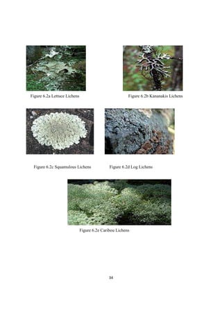 Figure 6.2a Lettuce Lichens Figure 6.2b Kananakis Lichens
Figure 6.2c Squamulous Lichens Figure 6.2d Log Lichens
Figure 6.2e Caribou Lichens
 