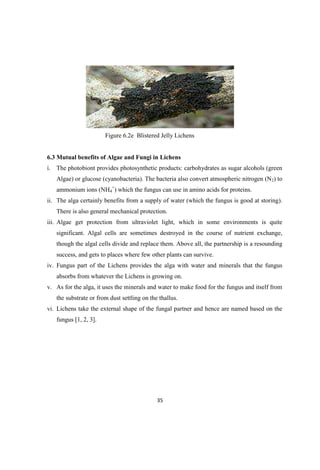 Figure 6.2e Blistered Jelly Lichens
6.3 Mutual benefits of Algae and Fungi in Lichens
i. The photobiont provides photosynthetic products: carbohydrates as sugar alcohols (green
Algae) or glucose (cyanobacteria). The bacteria also convert atmospheric nitrogen (N2) to
ammonium ions (NH4
+
) which the fungus can use in amino acids for proteins.
ii. The alga certainly benefits from a supply of water (which the fungus is good at storing).
There is also general mechanical protection.
iii. Algae get protection from ultraviolet light, which in some environments is quite
significant. Algal cells are sometimes destroyed in the course of nutrient exchange,
though the algal cells divide and replace them. Above all, the partnership is a resounding
success, and gets to places where few other plants can survive.
iv. Fungus part of the Lichens provides the alga with water and minerals that the fungus
absorbs from whatever the Lichens is growing on.
v. As for the alga, it uses the minerals and water to make food for the fungus and itself from
the substrate or from dust settling on the thallus.
vi. Lichens take the external shape of the fungal partner and hence are named based on the
fungus [1, 2, 3].
 