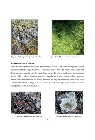 Figure 6.3a Fungus component of Lichens Figure 6.3b Algae component of Lichens
6.4 Reproduction in Lichens
Many Lichens reproduce without sex (asexual reproduction). They make small groups of algal
cells surrounded by fungal filaments. These soridia can be blown by wind. Some Lichens just
break up into fragments when they dry. Wind carries the pieces, which grow when moisture
returns. Also, Lichens fungi can reproduce sexually by forming fruiting bodies containing
spores. These fruiting bodies are usually perennial, and may be long-lasing: some in the Swiss
Alps have lived for over 50 years. After dispersal by wind, such fungal spores must meet with an
algal partner to form Lichens [1, 2, 3].
Figure 6.4a Lichens reproduction Figure 6.4b Lichens reproduction
 