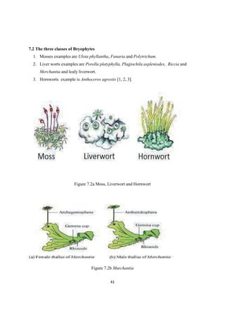 7.2 The three classes of Bryophytes
1. Mosses examples are Ulota phyllantha, Funaria and Polytrichum.
2. Liver worts examples are Porella platyphylla, Plagiochila aspleniodes, Riccia and
Merchantia and leafy liverwort.
3. Hornworts example is Anthoceros agrestis [1, 2, 3].
Figure 7.2a Moss, Liverwort and Hornwort
Figure 7.2b Marchantia
 