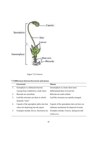 Figure 7.2c Funaria
7.3 Differences between liverworts and mosses
Liverworts Mosses
1. Gemophyte is a flattened structure
varying from a thalloid to a leafy shoot
Gematophyte is a leafy shoot more
differentiated than in liverworts
2. Rhizoids are unicellular Rhizoids are multi-cellular
3. Leaf-like structures are three in whorls Leaf-like structures are spirally arranged
4. Capsule of the sporophyte splits into four
values for dispersing into the spores
Capsule of the sporophytes does not have an
elaborate mechanism for dispersal of seeds
5. Examples include; Riccia, Machantia etc. Examples include; Funaria, Sphagnum and
Anthoceros.
 