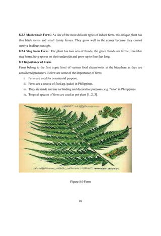8.2.3 Maidenhair Ferns: As one of the most delicate types of indoor ferns, this unique plant has
thin black stems and small dainty leaves. They grow well in the corner because they cannot
survive in direct sunlight.
8.2.4 Stag horn Ferns: The plant has two sets of fronds, the green fronds are fertile, resemble
stag horns, have spores on their underside and grow up to four feet long.
8.3 Importance of Ferns
Ferns belong to the first tropic level of various food chains/webs in the biosphere as they are
considered producers .Below are some of the importance of ferns;
i. Ferns are used for ornamental purpose.
ii. Ferns are a source of food.eg.(pako) in Philippines.
iii.
iv. Tropical species of ferns are used as pot plant [1, 2, 3].
Figure 8.0 Ferns
 
