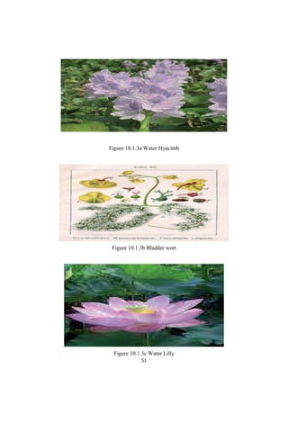 Figure 10.1.3a Water Hyacinth
Figure 10.1.3b Bladder wort
Figure 10.1.3c Water Lilly
 