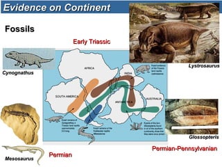 Evidence on ContinentEvidence on Continent
FossilsFossils
LystrosaurusLystrosaurus
GlossopterisGlossopteris
CynognathusCynognathus
MesosaurusMesosaurus
Permian-PennsylvanianPermian-Pennsylvanian
Early TriassicEarly Triassic
PermianPermian
 
