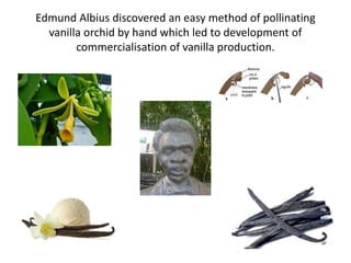 Edmund Albius discovered an easy method of pollinating
vanilla orchid by hand which led to development of
commercialisation of vanilla production.
 