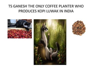 TS GANESH THE ONLY COFFEE PLANTER WHO
PRODUCES KOPI LUWAK IN INDIA
 