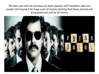 The Barn owl and red sand boa are both popular with fraudsters who lure
people into buying it for huge sums of money claiming that these animals will
bring good luck and lot of money.
 