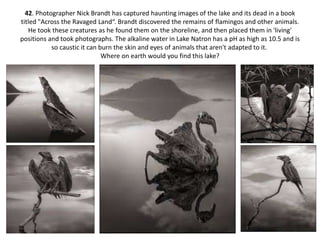 42. Photographer Nick Brandt has captured haunting images of the lake and its dead in a book
titled "Across the Ravaged Land“. Brandt discovered the remains of flamingos and other animals.
He took these creatures as he found them on the shoreline, and then placed them in 'living'
positions and took photographs. The alkaline water in Lake Natron has a pH as high as 10.5 and is
so caustic it can burn the skin and eyes of animals that aren't adapted to it.
Where on earth would you find this lake?
 