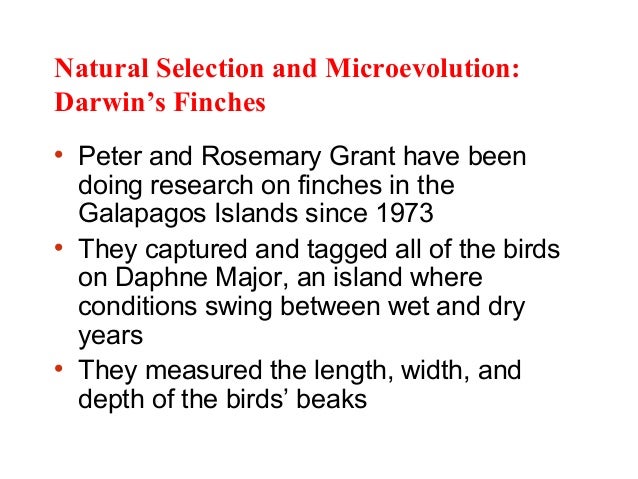 Darwin S Three Conditions For Natural Selection Darwin S Three Conditions For Natural Selection
