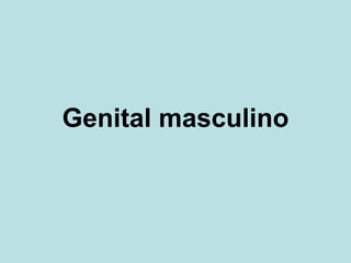 Genital masculino
 