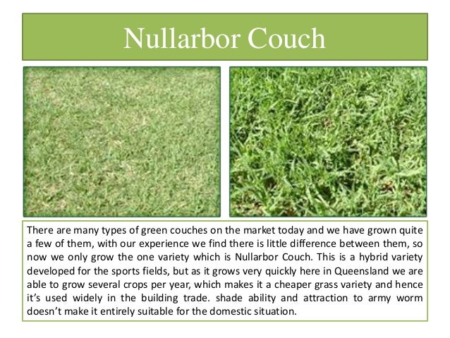 23 turf varieties by daleys turf australia