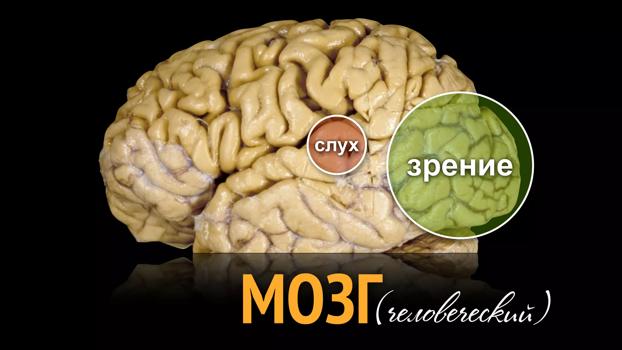 слух
           зрение



МОЗГ(человеческий)
 