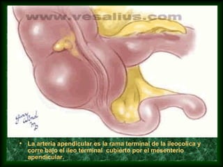 • La arteria apendicular es la rama terminal de la ileocolica y
corre bajo el ileo terminal cubierto por el mesenterio
apendicular.
 