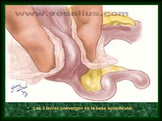 • Las 3 tenias convergen en la base apendicular.
 