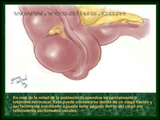 • En mas de la mitad de la población la apendice es parcialmente o
totalmete retrocecal. Esta puede encontrarse detrás de un ciego flacido y
ser facilmente movilizado o puede estar pegado detrás del ciego por
reflecciones peritoneales cecales.
 