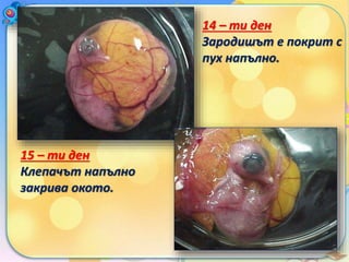 14 – ти ден
Зародишът е покрит с
пух напълно.
15 – ти ден
Клепачът напълно
закрива окото.
 