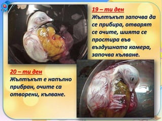 19 – ти ден
Жълтъкът започва да
се прибира, отварят
се очите, шията се
простира във
въздушната камера,
започва кълване.
20 – ти ден
Жълтъкът е напълно
прибран, очите са
отворени, кълване.
 