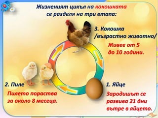 Жизненият цикъл на кокошката
се разделя на три етапа:
1. Яйце
Зародишът се
развива 21 дни
вътре в яйцето.
2. Пиле
Пилето пораства
за около 8 месеца.
3. Кокошка
/възрастно животно/
Живее от 5
до 10 години.
 