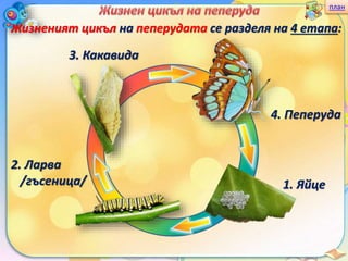план
Жизненият цикъл на пеперудата се разделя на 4 етапа:
1. Яйце
2. Ларва
/гъсеница/
3. Какавида
4. Пеперуда
 