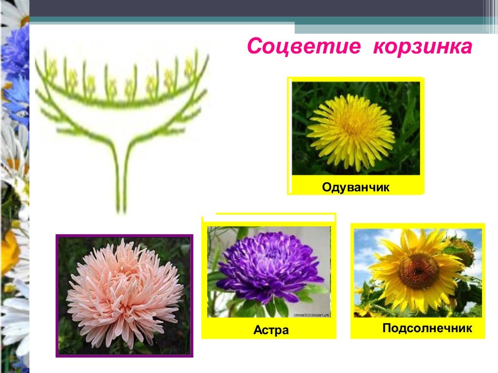 Как выглядит растение корзинка