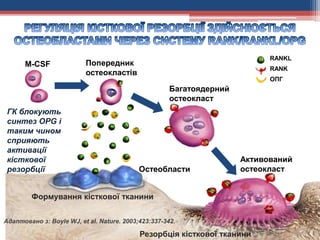 M-CSF
RANKL
RANK
ОПГ
Адаптовано з: Boyle WJ, et al. Nature. 2003;423:337-342.
Формування кісткової тканини
Резорбція кісткової тканини
Остеобласти
Активований
остеокласт
Попередник
остеокластів
Багатоядерний
остеокласт
ГК блокують
синтез OPG і
таким чином
сприяють
активації
кісткової
резорбції
 