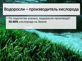 Водоросли – производитель кислорода
• По подсчетам ученых, водоросли производят
50-60% кислорода на Земле
 