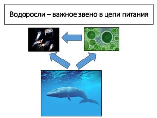 Водоросли – важное звено в цепи питания
 