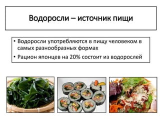 Водоросли – источник пищи
• Водоросли употребляются в пищу человеком в
самых разнообразных формах
• Рацион японцев на 20% состоит из водорослей
 