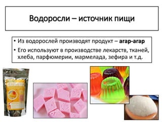 Водоросли – источник пищи
• Из водорослей производят продукт – агар-агар
• Его используют в производстве лекарств, тканей,
хлеба, парфюмерии, мармелада, зефира и т.д.
 