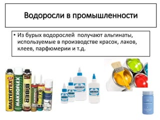 Водоросли в промышленности
• Из бурых водорослей получают альгинаты,
используемые в производстве красок, лаков,
клеев, парфюмерии и т.д.
 