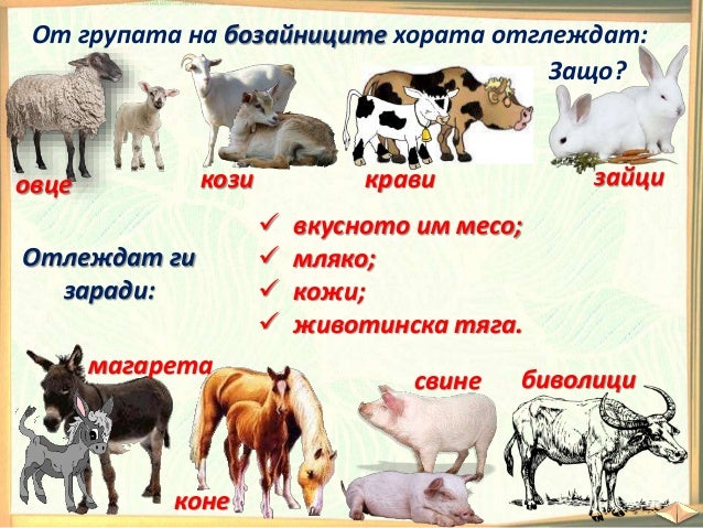 24. Домашни животни - ОС, Анубис - В. П.