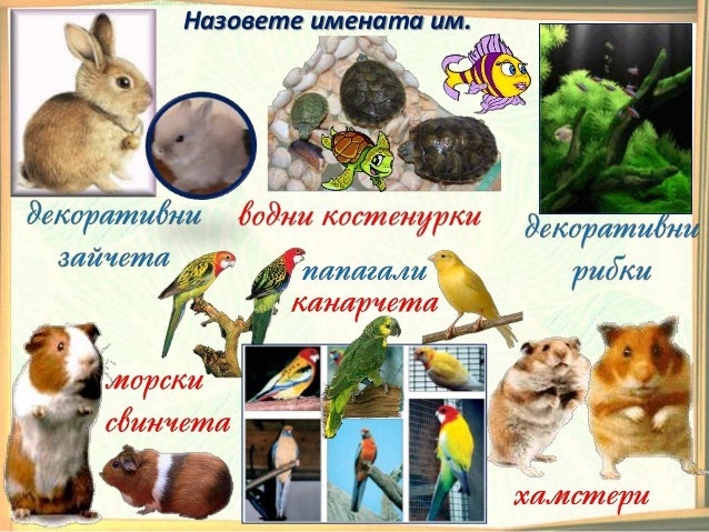 24. Домашни животни - ОС, Анубис - В. П.