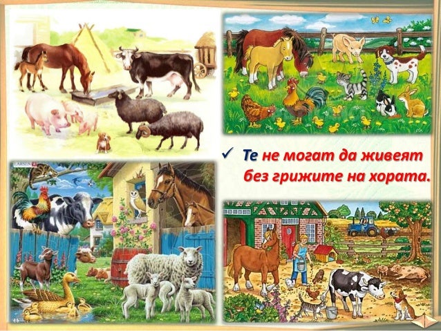 24. Домашни животни - ОС, Анубис - В. П.