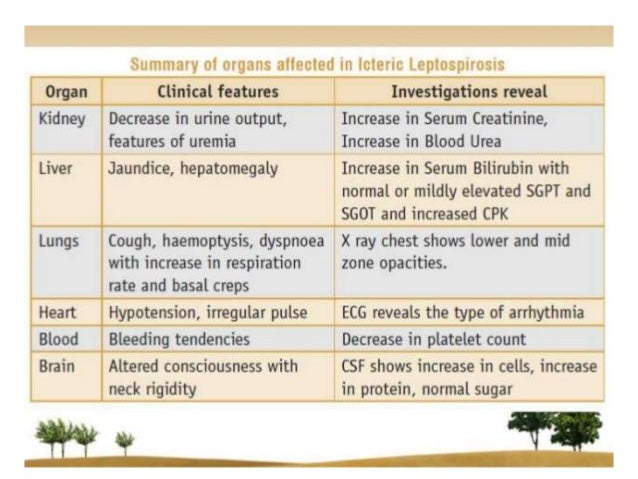 Leptospirosis