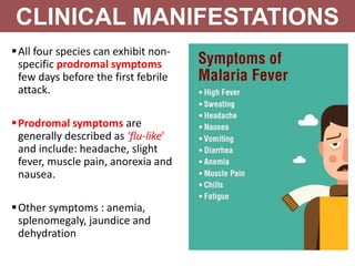 All four species can exhibit non-
specific prodromal symptoms
few days before the first febrile
attack.
Prodromal symptoms are
generally described as 'flu-like'
and include: headache, slight
fever, muscle pain, anorexia and
nausea.
Other symptoms : anemia,
splenomegaly, jaundice and
dehydration
CLINICAL MANIFESTATIONS
 