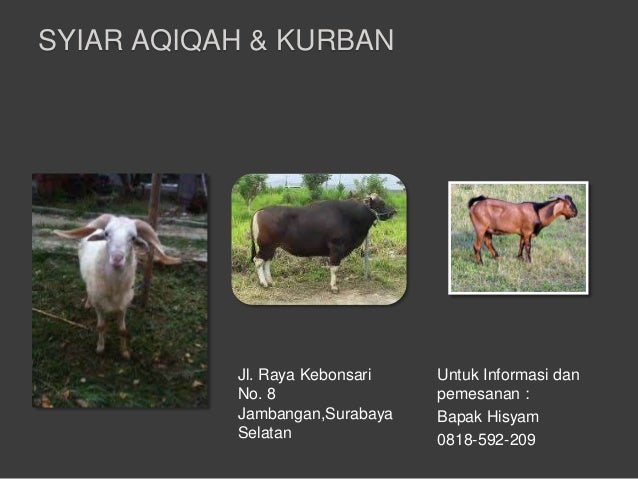 +62 81 859 2209 (XL), Kurban Kambing Atau Sapi Bermutu 