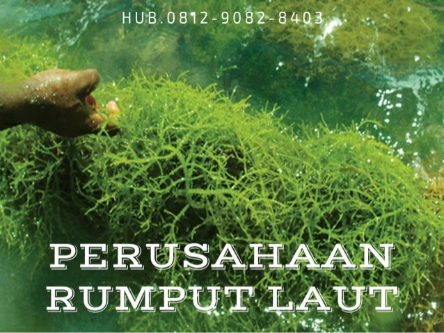 perusahaanrumput laut kering untuk anak,cara mengolah