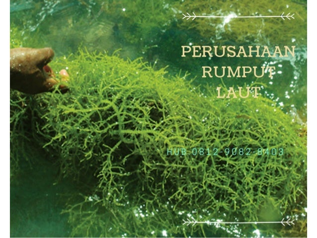 perusahaanrumput laut kering untuk anak,cara mengolah