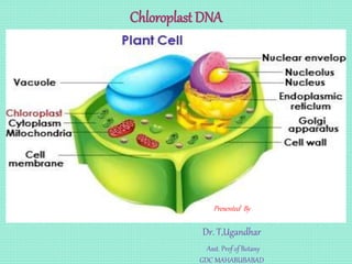 Chloroplast DNA
Presented By
Dr. T,Ugandhar
Asst. Prof of Botany
GDC MAHABUBABAD
 