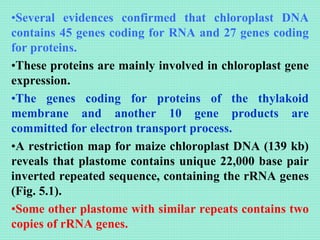 Chloroplat DNA