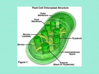 Chloroplat DNA