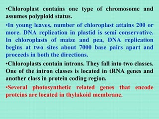 Chloroplast DNA