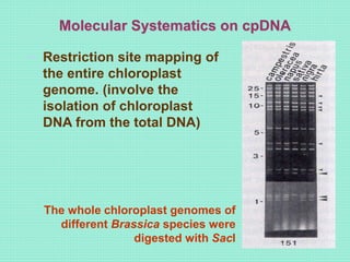 Chloroplast DNA