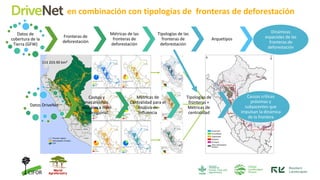 DRIVENET: What drives deforestation in the Peruvian Amazon? | PDF