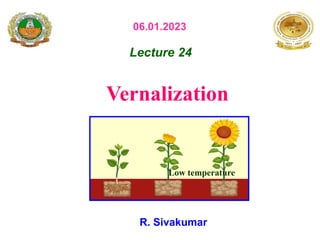 Vernalization
R. Sivakumar
Lecture 24
06.01.2023
Low temperature
 