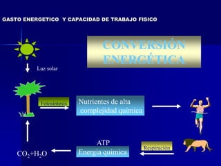 GASTO ENERGETICO Y CAPACIDAD DE TRABAJO FISICO
Luz solar
Nutrientes de alta
complejidad química
Fotosintesis
Respiración
CO2+H2O
CONVERSIÓN
ENERGÉTICA
ATP
Energia quimica
 